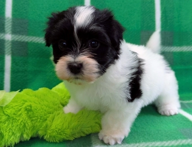 DICE Havanese