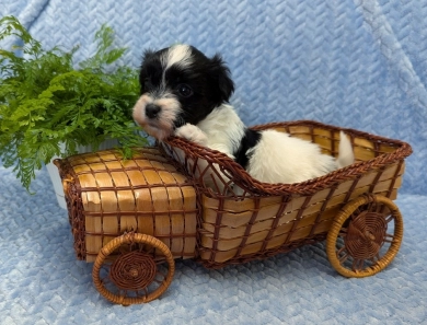 DICE DICE Havanese