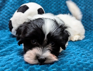 DICE DICE Havanese