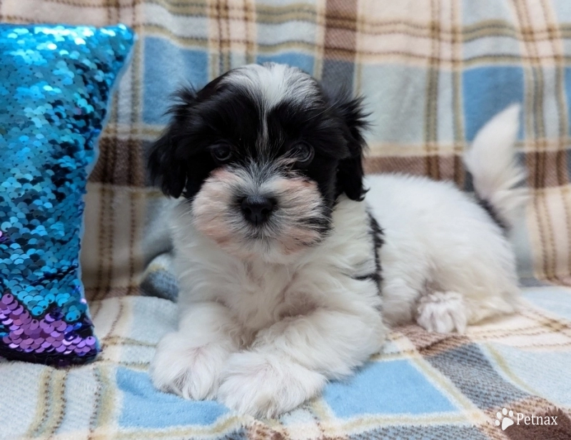 DICE Havanese