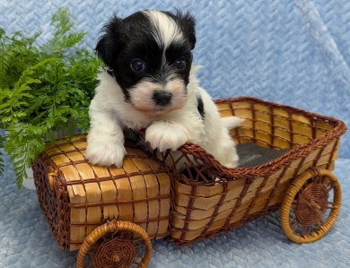DICE DICE Havanese