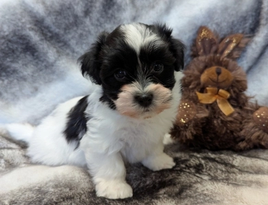 DICE Havanese