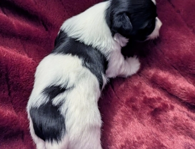DICE DICE Havanese