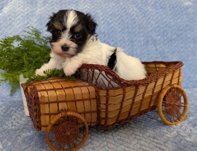 NOVA NOVA Havanese