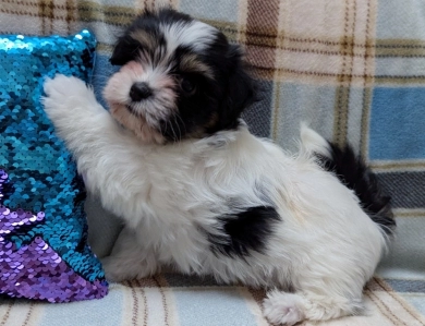 NOVA