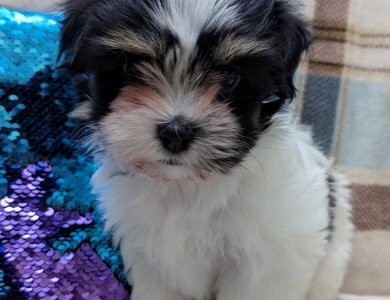 NOVA Havanese