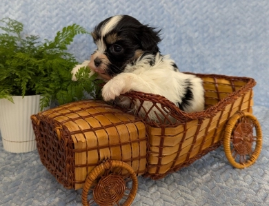 NOVA NOVA Havanese