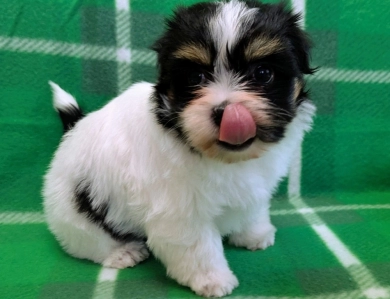 NOVA Havanese