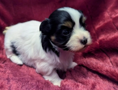 NOVA NOVA Havanese