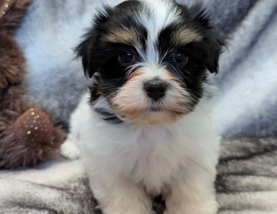 NOVA Havanese