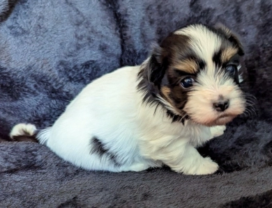 NOVA NOVA Havanese