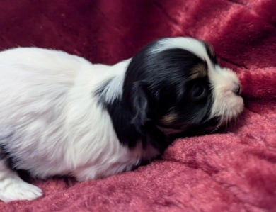 NOVA NOVA Havanese