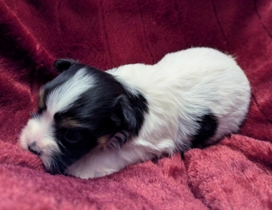 NOVA NOVA Havanese