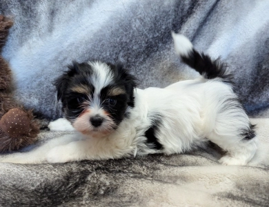 NOVA Havanese
