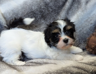 NOVA Havanese