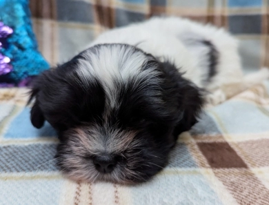 DOMINO Havanese
