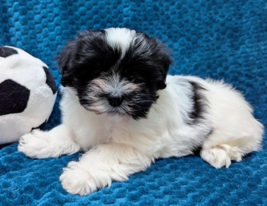 DOMINO DOMINO Havanese