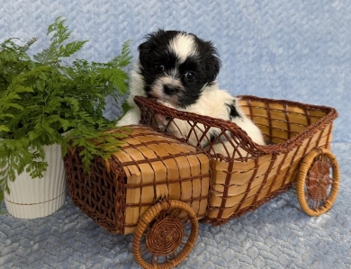 DOMINO DOMINO Havanese