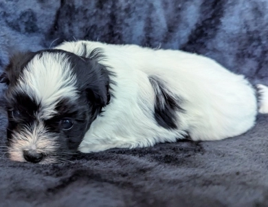 DOMINO DOMINO Havanese