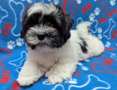 DOMINO