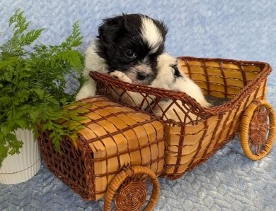 DOMINO DOMINO Havanese