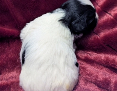 DOMINO DOMINO Havanese