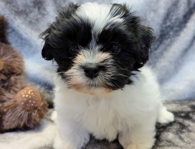 DOMINO Havanese