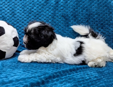 DOMINO DOMINO Havanese