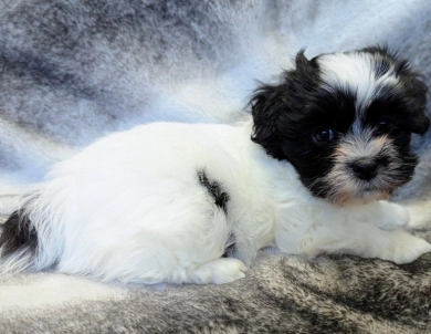 DOMINO Havanese