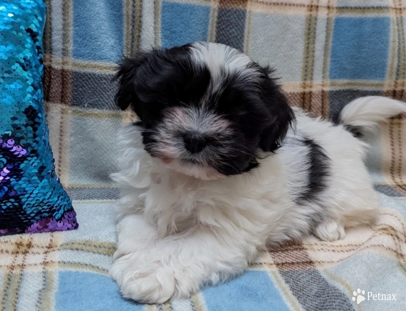 DOMINO Havanese
