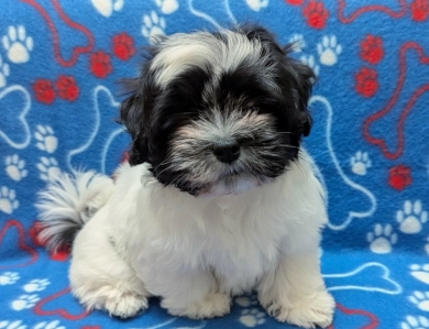 DOMINO DOMINO Havanese