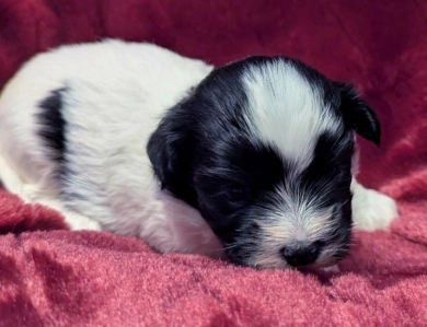 DOMINO DOMINO Havanese