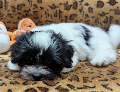 DOMINO DOMINO Havanese
