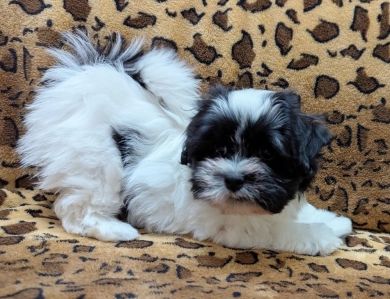 DOMINO DOMINO Havanese
