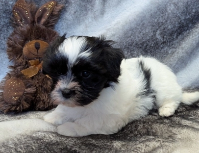 DOMINO Havanese