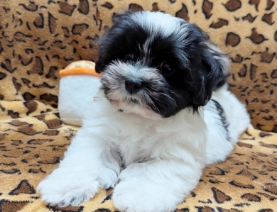 DOMINO DOMINO Havanese