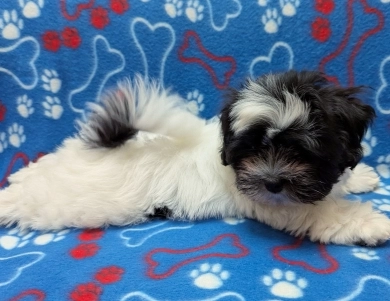 DOMINO DOMINO Havanese