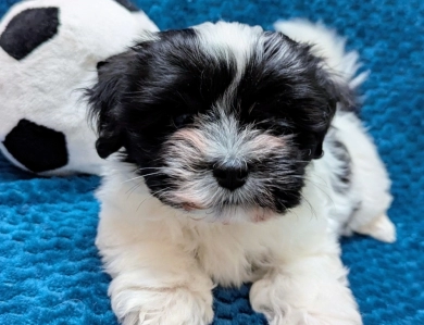 DOMINO DOMINO Havanese