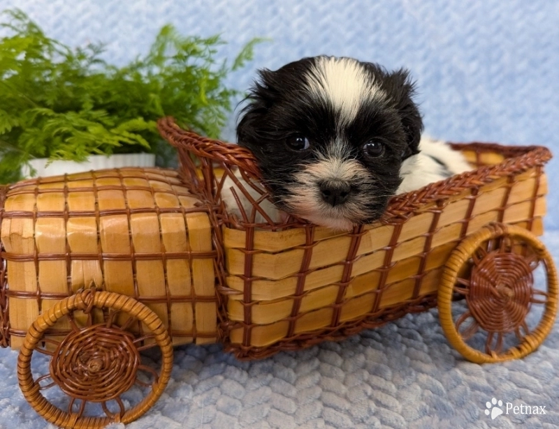 DOMINO Havanese