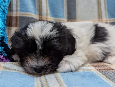 DOMINO Havanese