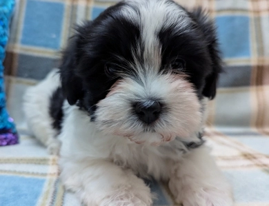 BUBBLES Havanese
