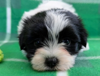 BUBBLES Havanese
