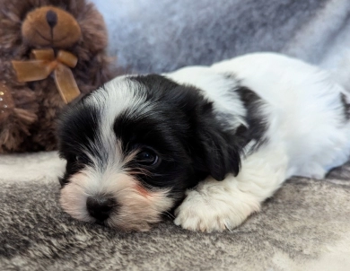 BUBBLES Havanese