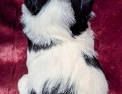 BUBBLES BUBBLES Havanese