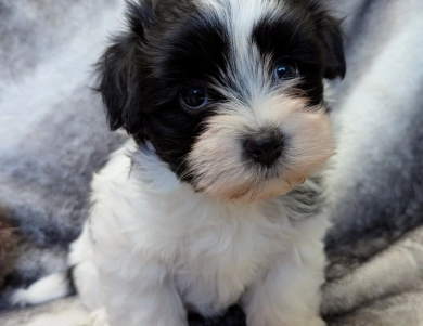 BUBBLES Havanese