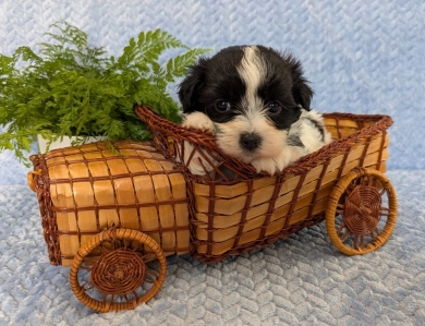 BUBBLES BUBBLES Havanese