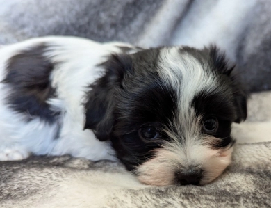 BUBBLES Havanese