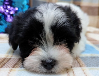 BUBBLES Havanese