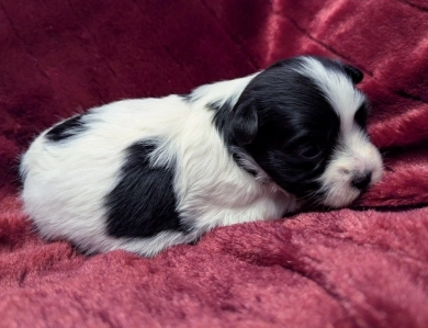 BUBBLES BUBBLES Havanese