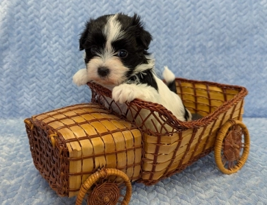 BUBBLES BUBBLES Havanese